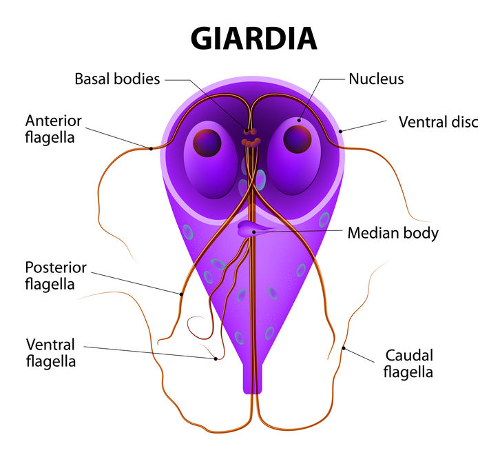 Giardia quistes y trofozoitos - Giardia que causa